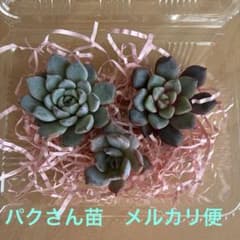 多肉植物 パクさん苗 カット苗セット - メルカリ