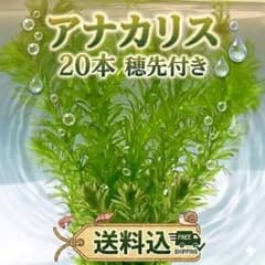 아나카리스 20개 이삭 끝이 있는 수초