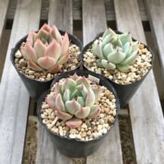 多肉植物 おらいさん 青札 1のサムネイル