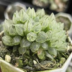 h*o様 多肉植物 ハオルチア 氷葵オブツーサ錦 超美品 群生 - メルカリ