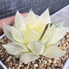 ま*う様 多肉植物　ハオルチア　九尾狐錦　透明窓　超美品　糊斑 多肉植物 ハオルチア 九尾狐錦 透明窓 超美品 糊斑 - メルカリ