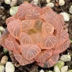 多肉植物 ハオルチア OB-1オブツーサ錦 鮮明錦 糊斑 - メルカリ