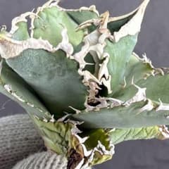 アガベ チタノタ“台湾ホホジロザメ”】本物保証/極上LED育成株/G-3