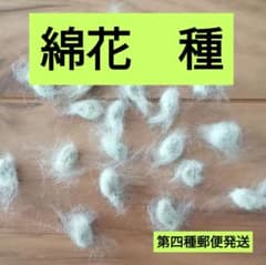 【春まき】綿花　種　100個☆希望者様のみオマケ付　第四種郵便発送のサムネイル