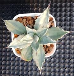 アガベ モンタナ ライムフラッシュ - メルカリ