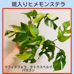 【超大株】ラフィドフォラ テトラスペルマ パラゴン 斑入り ヒメモンステラ Aquha Plants-斑入りアロイド専門店 | 【超大株！】ラフィドフォラ