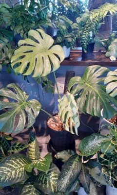 m24294381036_1.jpg?1688286809