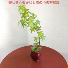 華やか☆もみじと南天のミニ盆栽 信楽焼盆栽鉢付き 現品配送 華やか☆もみじと南天のミニ盆栽 信楽焼盆栽鉢付き 現品配送 - メルカリ