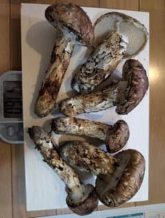 岩手県岩泉産松茸　状態◎10/19採りのサムネイル