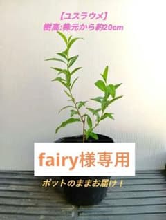 ユスラウメ 苗木【 樹高約20cm 】除草剤不使用 土付ポット発送10のサムネイル