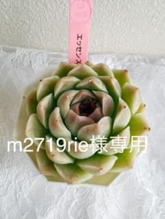 多肉植物 エッセンス　m2719rie様専用のサムネイル
