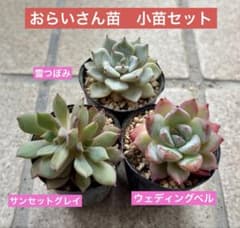 おらいさん苗 小苗セット ウェディングベル サンセットグレイ 雪つぼみ
