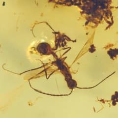 レア極上品 PA0080虫入り琥珀化石 ミャンマーカムティかタナイ9900万年