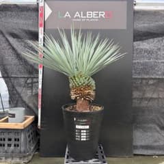 AL1385】ユッカ ロストラータ 超超希少の頂上3頭株 - メルカリ