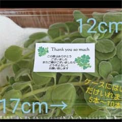 香り抜群☆アロマテイカスのサムネイル
