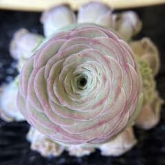 現品 多肉植物 グリーノビア 楓林(フウリン) ブーケ 抜き苗 - メルカリ