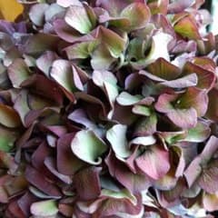 オランダ産 輸入紫陽花 ルビークラシックピカソ 苗 - メルカリ