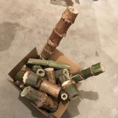 皇帝ダリア　２節のサムネイル