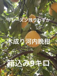 木成り河内晩柑家庭用！樹齢50年以上のサムネイル