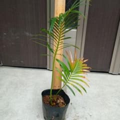 ソテツ 苗 観葉植物のサムネイル