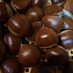 無農薬・上州産ぽろたん栗⑤１．２ｋｇ以上のサムネイル