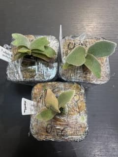 ありびおplants！P.willinckii dwarf３種セット！ ありびおplants様専用！P.willinckii dwarf3種セット！ - メルカリ