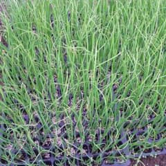 土付き玉ねぎ苗のサムネイル