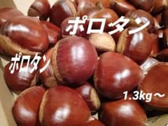 生栗　ポロタン　1.3kg〜　サイズ中粒程度のサムネイル