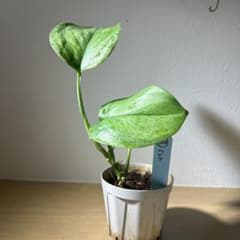 ⑧ sesaminたん様専用のサムネイル