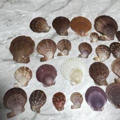 天然貝殻セット クラフト素材のサムネイル