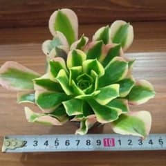 多肉植物 アエオニウム ホワイトフェニックス11cm - メルカリ