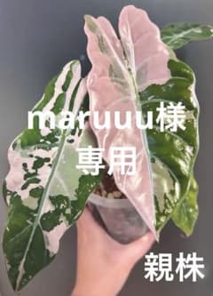 芋】 アロカシア シャントリエリ ピンク 斑入り - メルカリ