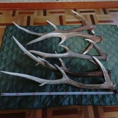 鹿の角 上物5本セット 大体約60-70cm③ - メルカリ