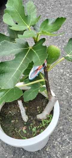 いちじく 実付き 着果苗木 鉢植え - メルカリ