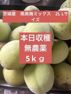 茨城産　梅　南高梅ミックス　L 2Lサイズ　無農薬のサムネイル