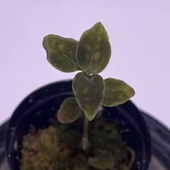 Cystorchis sp. papua シストーチス ジュエルオーキッド - メルカリ