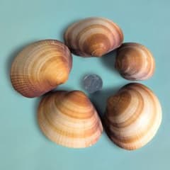 天然貝殻 詰め合わせ ハンドメイド 工作素材のサムネイル
