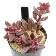 チョコレート錦　抜き苗 180.チョコレート錦 抜き苗 多肉植物 - メルカリ