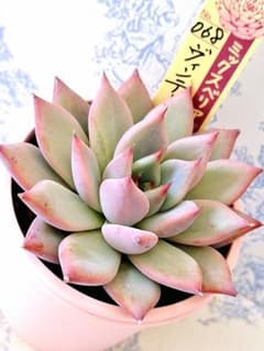 ヴィンテージレター札付きポットごとおらいさん苗ミックスベリア