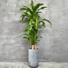 大型　ドラセナ　フレグランス　マッサンゲアナ　陶器鉢　植え込み発送 大型 ドラセナ フレグランス マッサンゲアナ 陶器鉢 植え込み発送