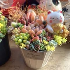 メルカリ便♫多肉植物寄植え♫そのまま飾れる♫ねこちゃんセットChristmas ねこちゃん♡多肉植物寄せ植え♡そのまま飾れる♡b - メルカリ