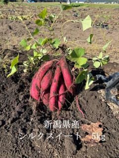 新潟県産 シルクスイート 5kgのサムネイル