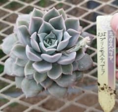 おらいさん プリンセスティアラ 苗 ミックスベリア - メルカリ