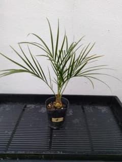 【沖縄産】フェニックスロベレニー④　ドライガーデン　観葉植物　ヤシのサムネイル