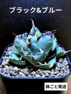 写真現品｜厳選株】アガベ チタノタ ブラック&ブルー BB 良型（鉢ごと