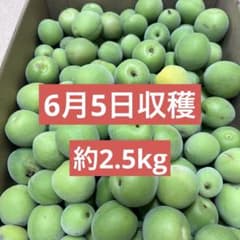 梅　青梅　約2.5kgのサムネイル