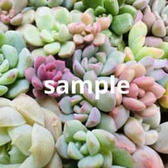 ✾おまかせカット苗 ご購入前にお願いをご一読ください˖*多肉植物 寄せ