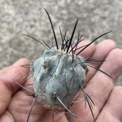 黒士冠 カキコ 自家繁殖苗 サボテン 多肉植物 - メルカリ
