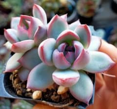 メキシコプリドニス バニラココ サニースポットさん 土付き発送 多肉