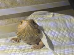 専用のサムネイル